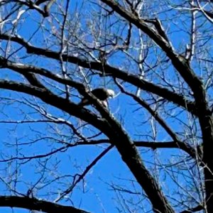 bald eagle spotted in fishkill