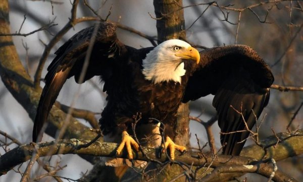 american bald eagle